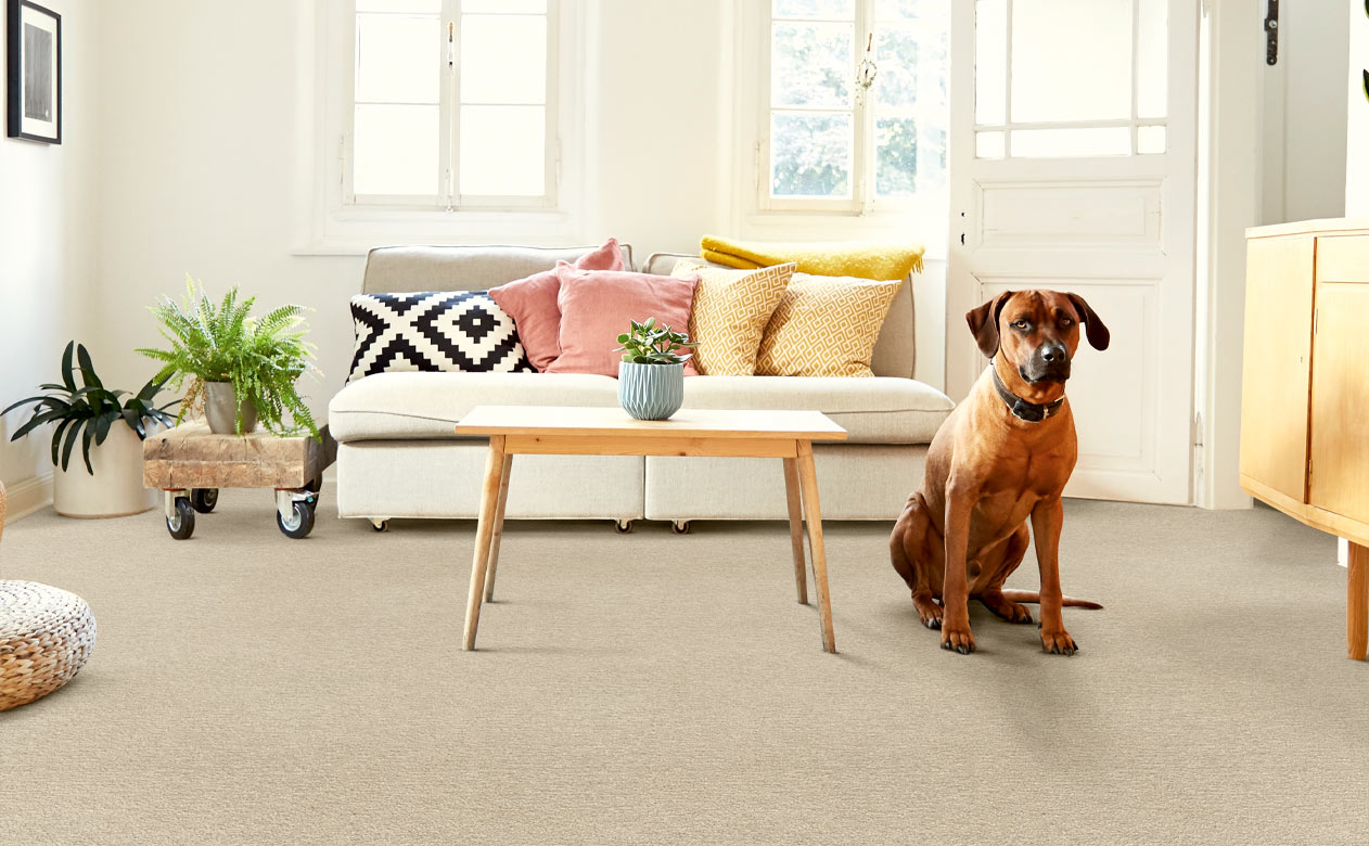 beige carpet in living room with dog sitting next to coffee table
